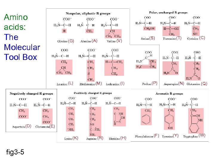 Amino acids: The Molecular Tool Box (G) (L) (D) (M) (I) (S) (P) (T)