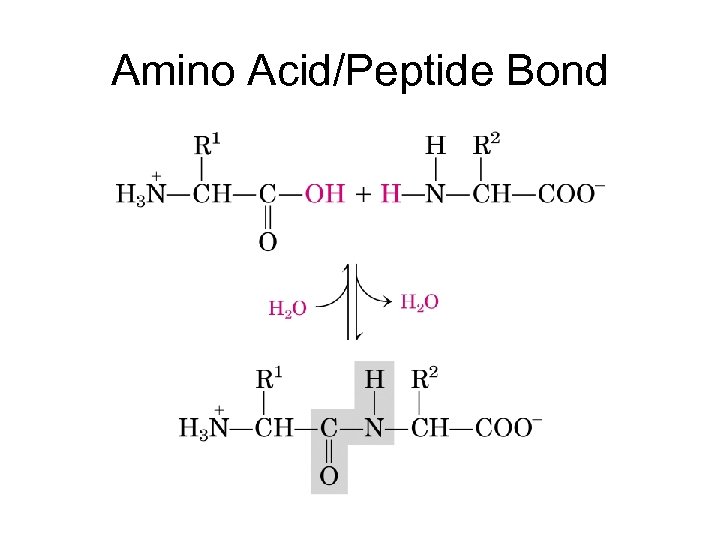 Amino Acid/Peptide Bond 