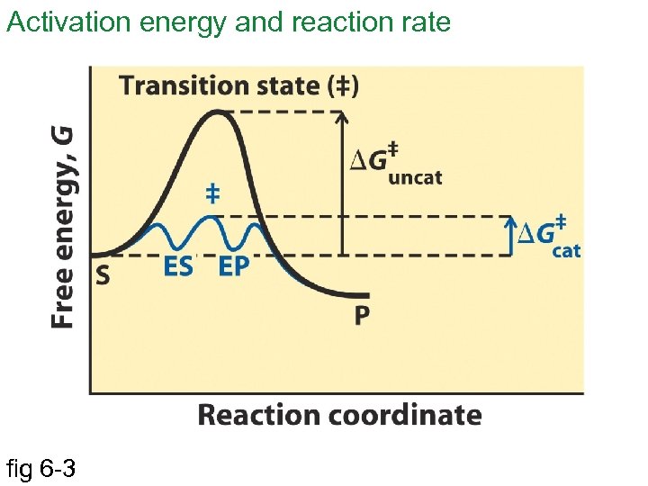 Activation energy and reaction rate fig 6 -3 