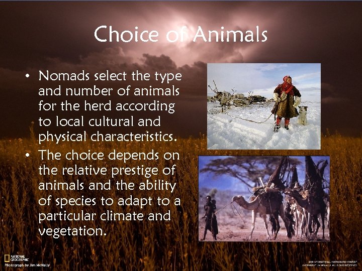 Choice of Animals • Nomads select the type and number of animals for the