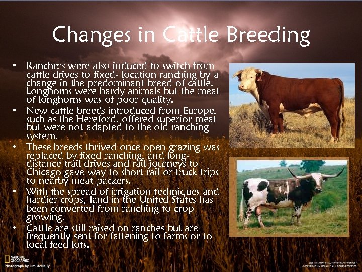 Changes in Cattle Breeding • Ranchers were also induced to switch from cattle drives