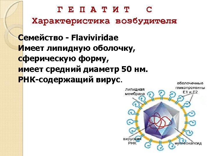 Г Е П А Т И Т С Характеристика возбудителя Семейство - Flaviviridae Имеет