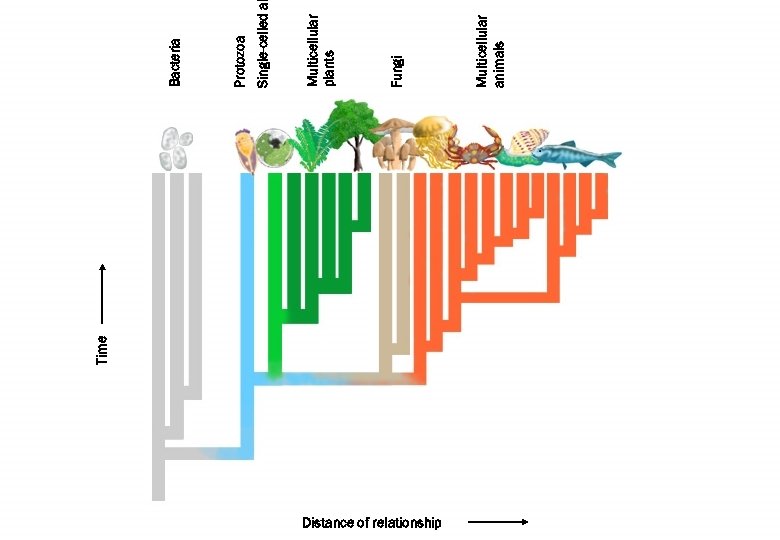 Distance of relationship Time Multicellular animals Fungi Multicellular plants Single-celled a Protozoa Bacteria 