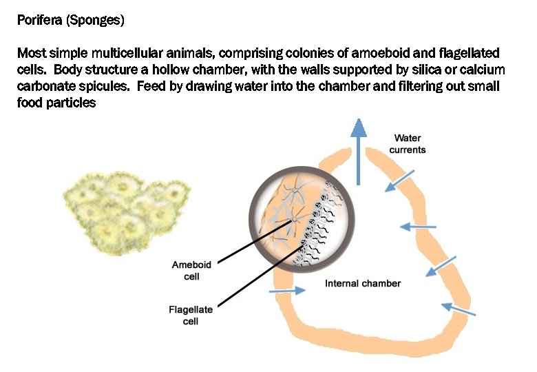 Porifera (Sponges) Most simple multicellular animals, comprising colonies of amoeboid and flagellated cells. Body