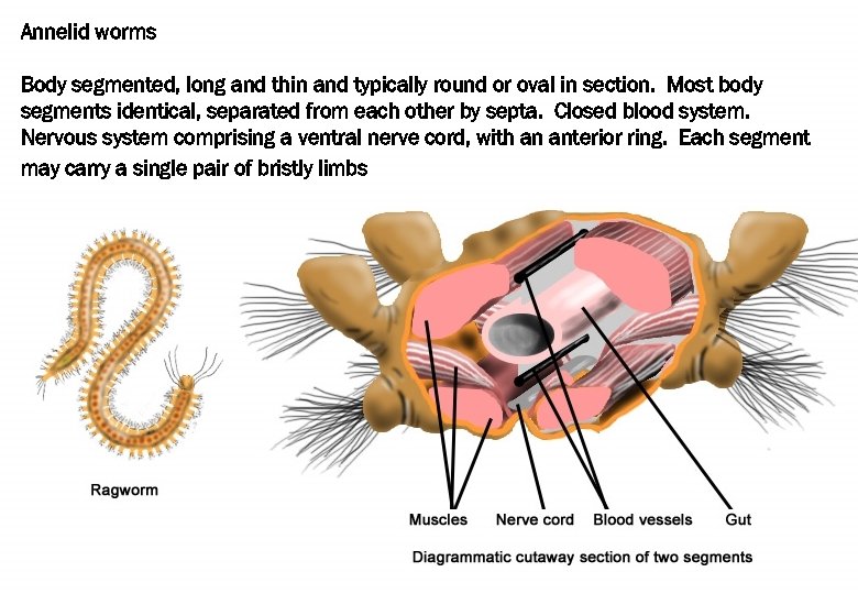 Annelid worms Body segmented, long and thin and typically round or oval in section.