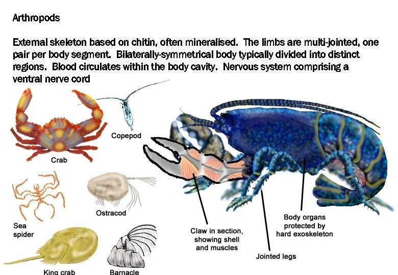 Arthropods External skeleton based on chitin, often mineralised. The limbs are multi-jointed, one pair