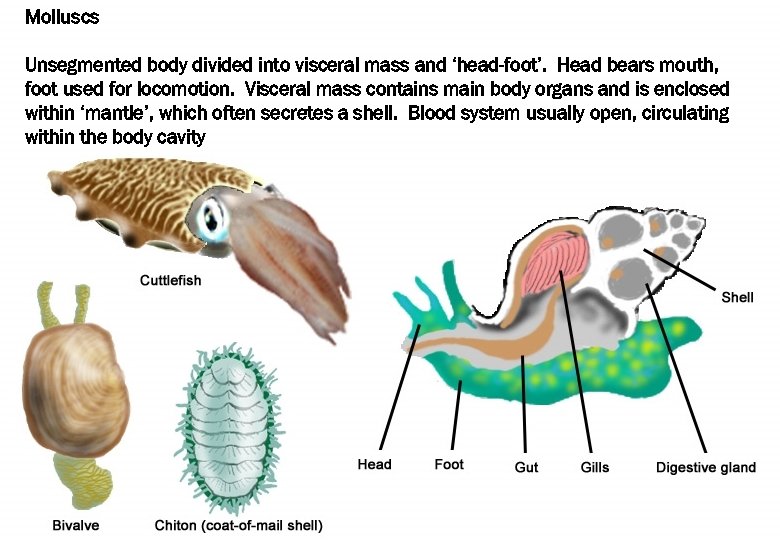 Molluscs Unsegmented body divided into visceral mass and ‘head-foot’. Head bears mouth, foot used