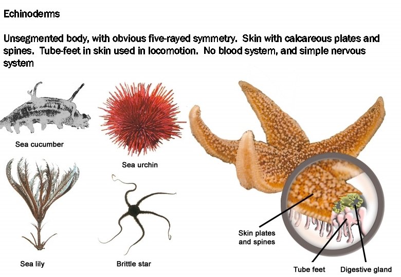 Echinoderms Unsegmented body, with obvious five-rayed symmetry. Skin with calcareous plates and spines. Tube-feet