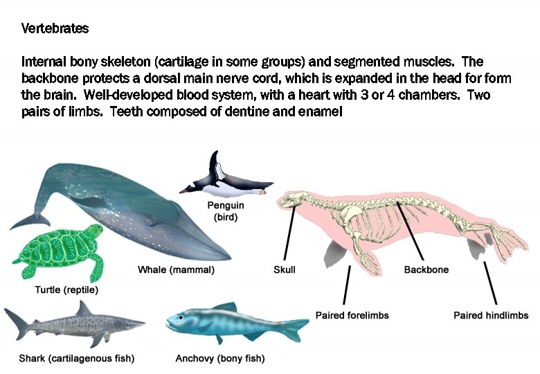 Vertebrates Internal bony skeleton (cartilage in some groups) and segmented muscles. The backbone protects