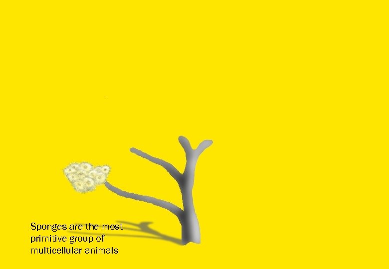 Sponges are the most primitive group of multicellular animals 