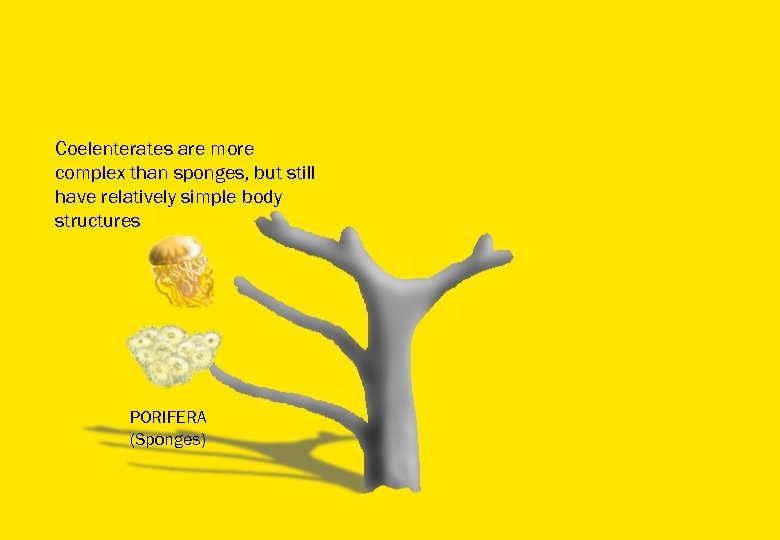 Coelenterates are more complex than sponges, but still have relatively simple body structures PORIFERA