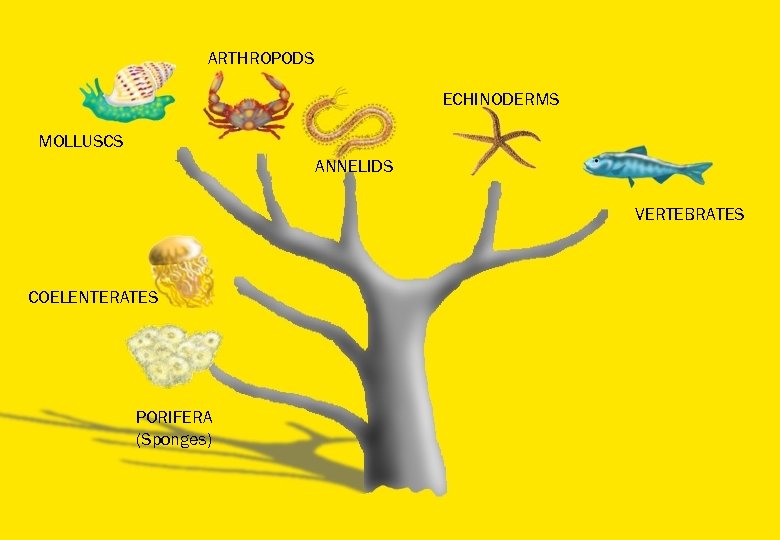 ARTHROPODS ECHINODERMS MOLLUSCS ANNELIDS VERTEBRATES COELENTERATES PORIFERA (Sponges) 