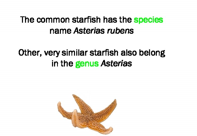 The common starfish has the species name Asterias rubens Other, very similar starfish also