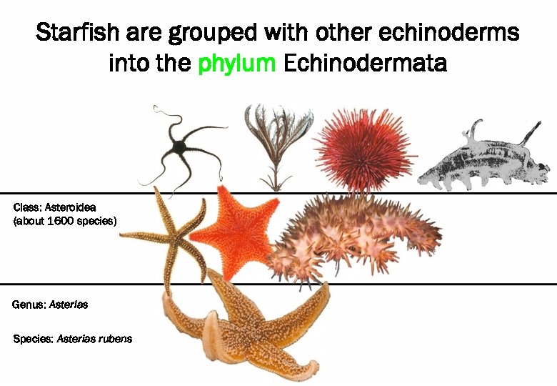 Starfish are grouped with other echinoderms All starfish are grouped together into the phylum