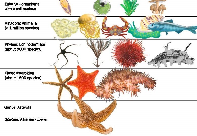 All animals are in the kingdom Animalia Eukarya - organisms with a cell nucleus