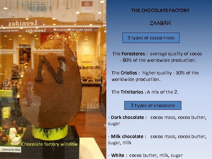 THE CHOCOLATE FACTORY ZAABÄR 3 types of cacao-trees The Forasteros : average quality of
