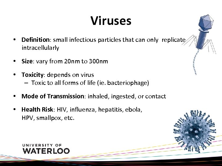 Viruses • Definition: small infectious particles that can only replicate intracellularly • Size: vary