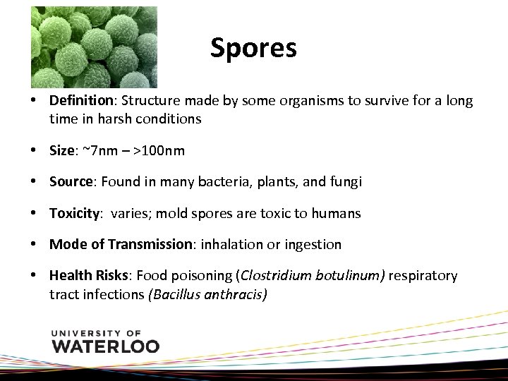 Spores • Definition: Structure made by some organisms to survive for a long time