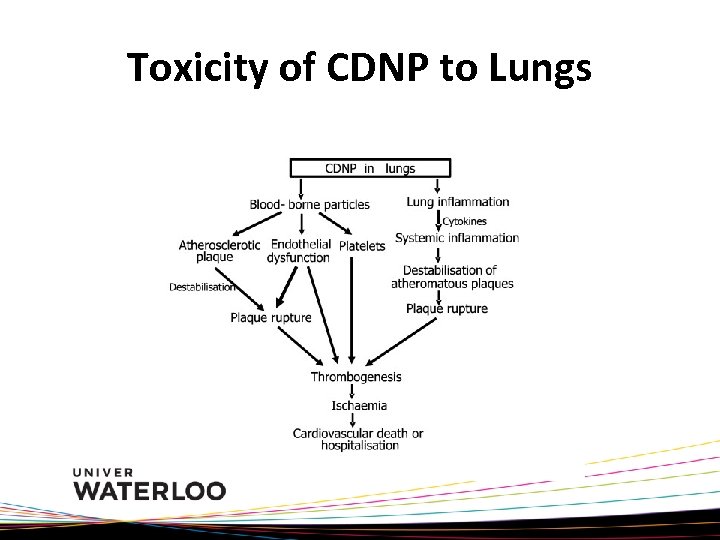 Toxicity of CDNP to Lungs 