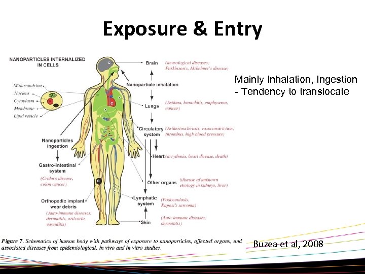 Exposure & Entry Mainly Inhalation, Ingestion - Tendency to translocate Buzea et al, 2008