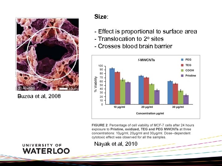 Size: - Effect is proportional to surface area - Translocation to 2 o sites