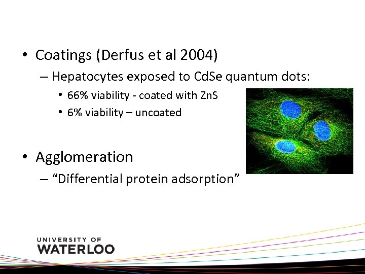  • Coatings (Derfus et al 2004) – Hepatocytes exposed to Cd. Se quantum