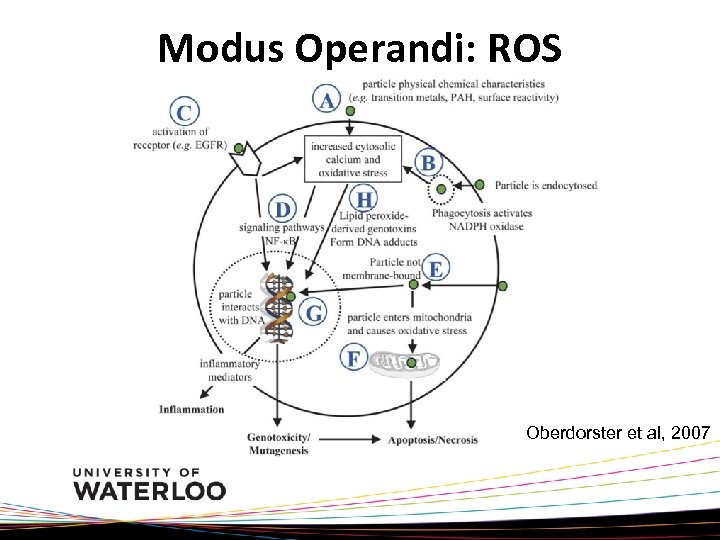 Modus Operandi: ROS Oberdorster et al, 2007 