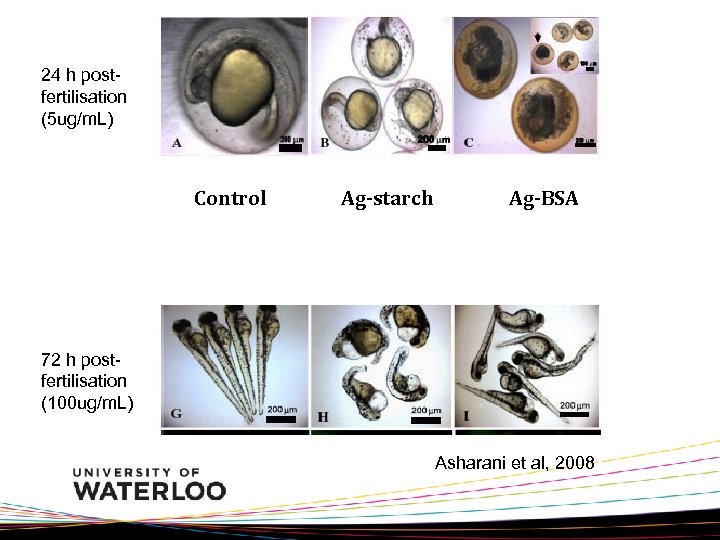 24 h postfertilisation (5 ug/m. L) Control Ag-starch Ag-BSA 72 h postfertilisation (100 ug/m.