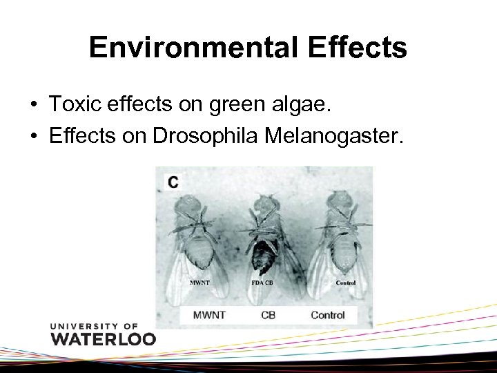 Environmental Effects • Toxic effects on green algae. • Effects on Drosophila Melanogaster. 