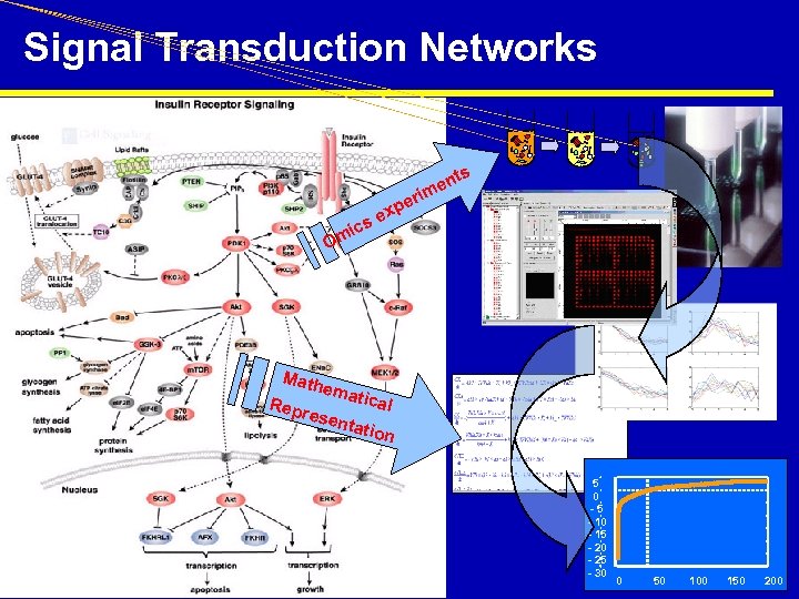 Signal Transduction Networks. . . ts en rim e xp se ic Om Math