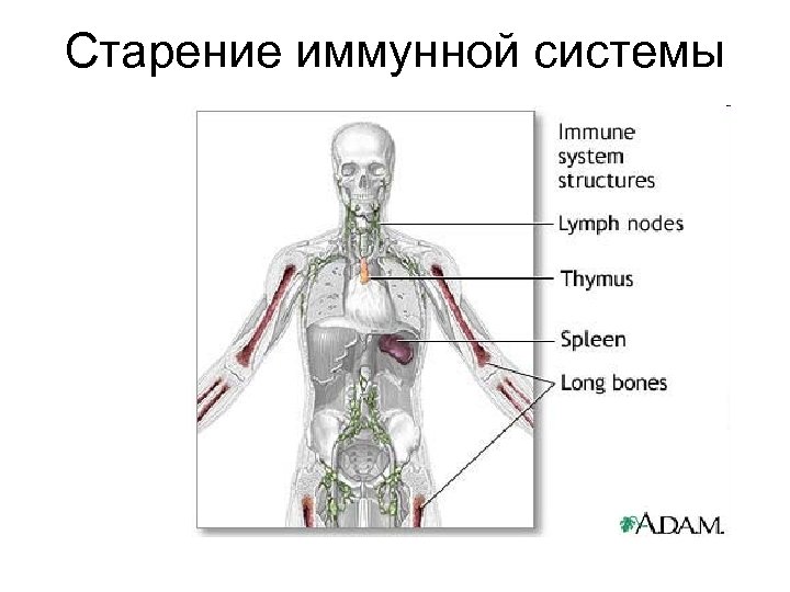 Старение иммунной системы 