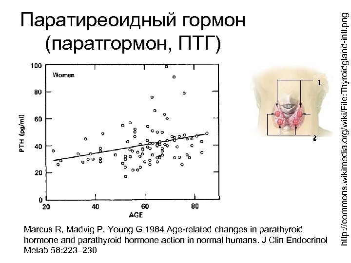 Marcus R, Madvig P, Young G 1984 Age-related changes in parathyroid hormone and parathyroid