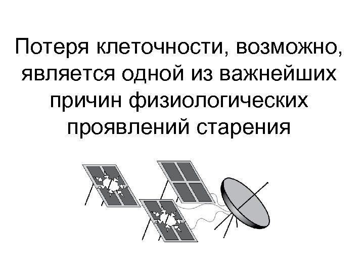 Потеря клеточности, возможно, является одной из важнейших причин физиологических проявлений старения 