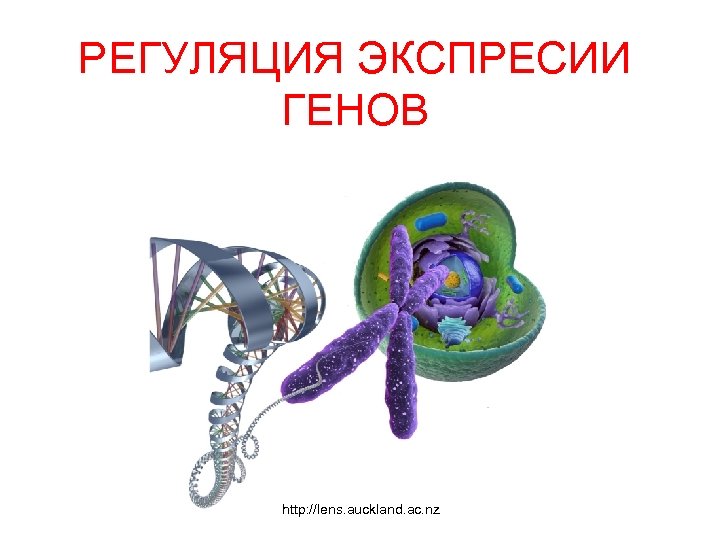 РЕГУЛЯЦИЯ ЭКСПРЕСИИ ГЕНОВ http: //lens. auckland. ac. nz 