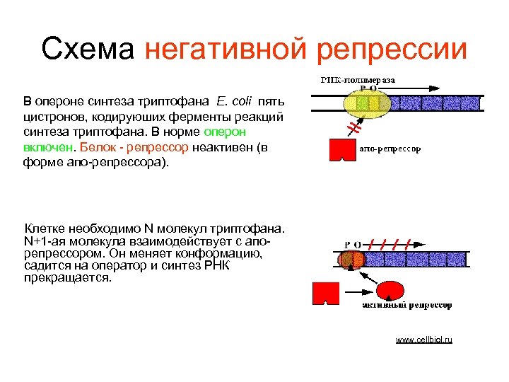 Триптофановый оперон схема