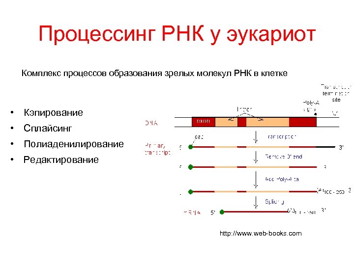 Процессинг РНК у эукариот Комплекс процессов образования зрелых молекул РНК в клетке • Кэпирование