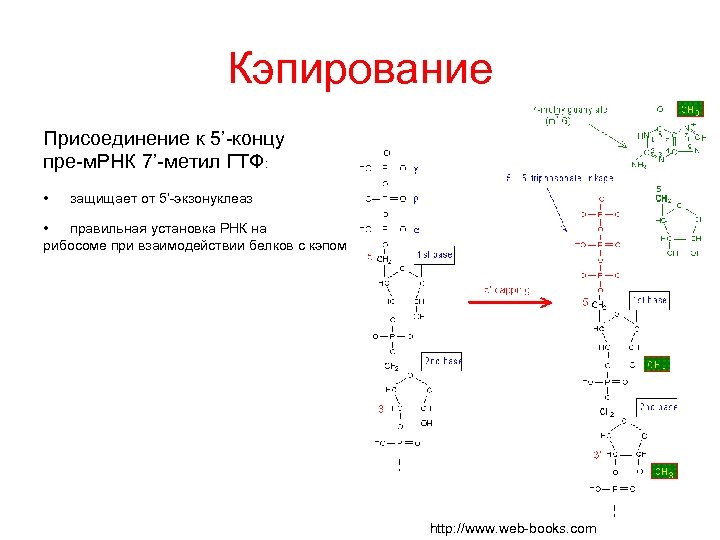Кэпирование Присоединение к 5’-концу пре-м. РНК 7’-метил ГТФ: • защищает от 5’-экзонуклеаз • правильная
