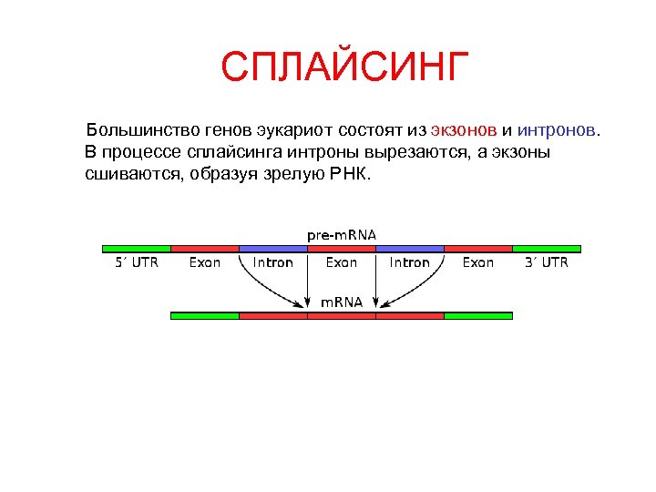 Гены эукариот содержат. Механизм сплайсинга РНК эукариот. Процессинг и сплайсинг у эукариот. Интроны экзоны сплайсинг. Сплайсинг РНК У эукариот происходит.