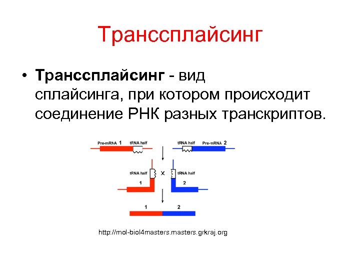 Транссплайсинг • Транссплайсинг - вид сплайсинга, при котором происходит соединение РНК разных транскриптов. http: