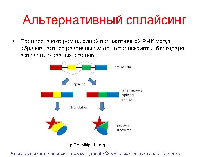 Альтернативный сплайсинг • Процесс, в котором из одной пре-матричной РНК могут образовываться различные зрелые