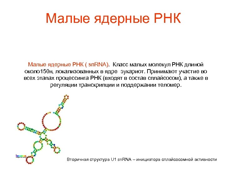 Малые ядерные РНК ( sn. RNA). Класс малых молекул РНК длиной около 150 н,