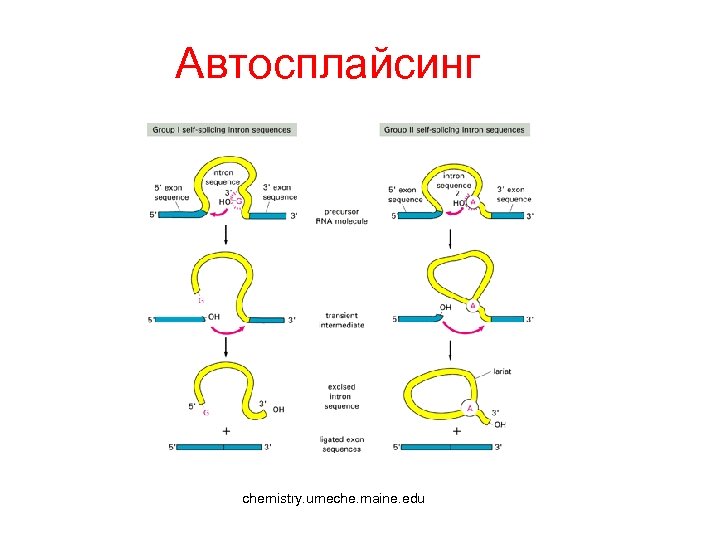Автосплайсинг chemistry. umeche. maine. edu 
