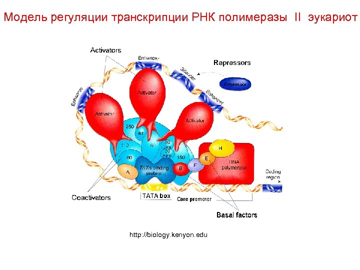 Факторы транскрипции эукариот. Строение РНК полимеразы у эукариот. Транскрипционные факторы РНК полимеразы 2. Схема адаптивной регуляции транскрипции у эукариот. РНК полимераза 2 эукариот.