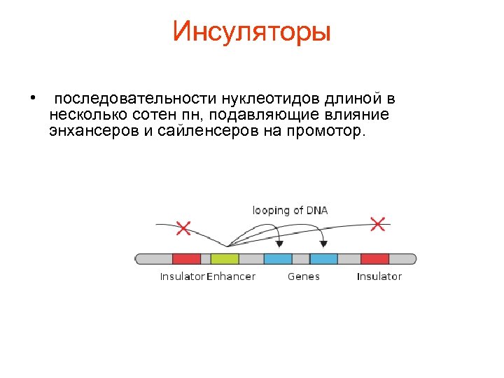 Инсуляторы • последовательности нуклеотидов длиной в несколько сотен пн, подавляющие влияние энхансеров и сайленсеров