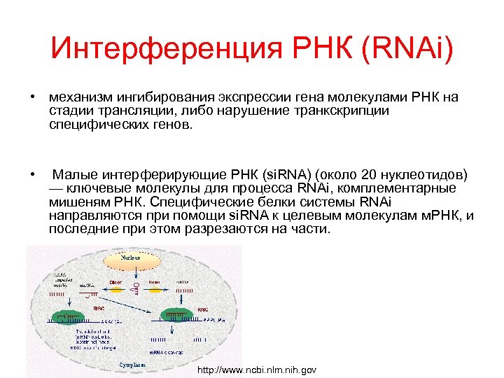 Интерферирующая рнк. Малые интерферирующие РНК. РНК интерференция. Медицинское значение РНК-интерференции. Этапы РНК интерференции.