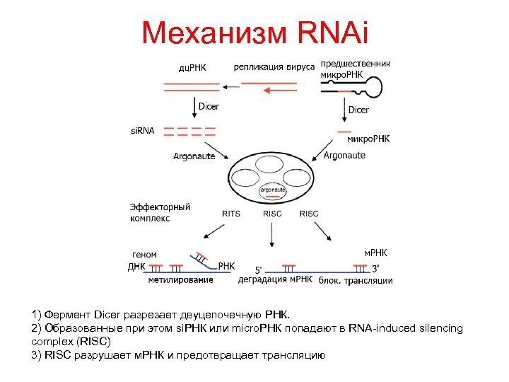 Механизм RNAi 1) Фермент Dicer разрезает двуцепочечную РНК. 2) Образованные при этом si. РНК