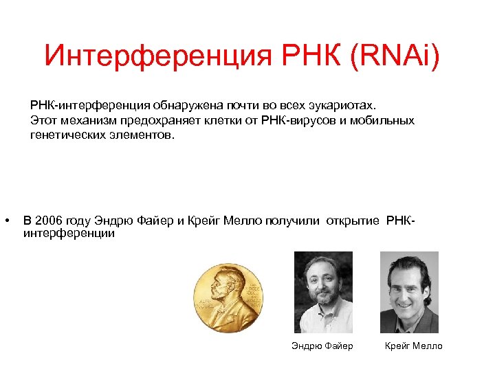 Интерференция РНК (RNAi) РНК-интерференция обнаружена почти во всех эукариотах. Этот механизм предохраняет клетки от
