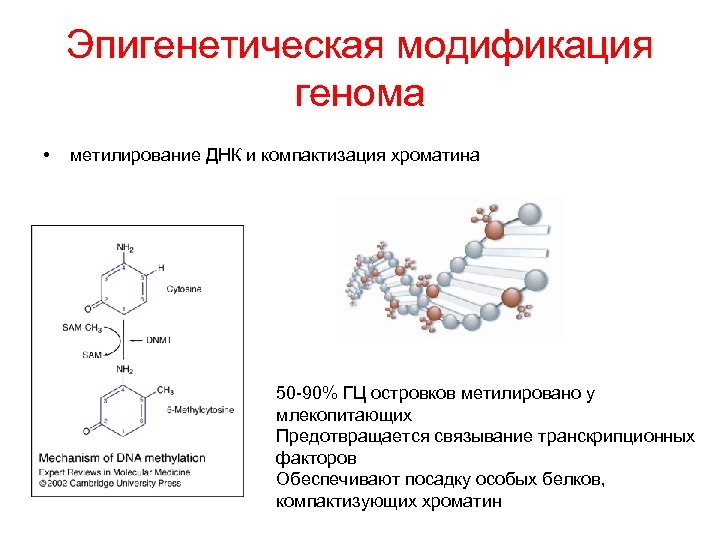 Понятие эпигенетика понятие биоинформатика презентация