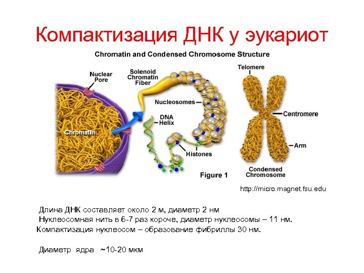 Компактизация хромосом это