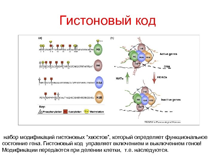 Гистоновый код набор модификаций гистоновых “хвостов”, который определяет функциональное состояние гена. Гистоновый код управляет